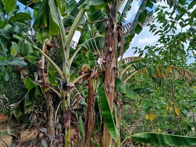 plantaçao