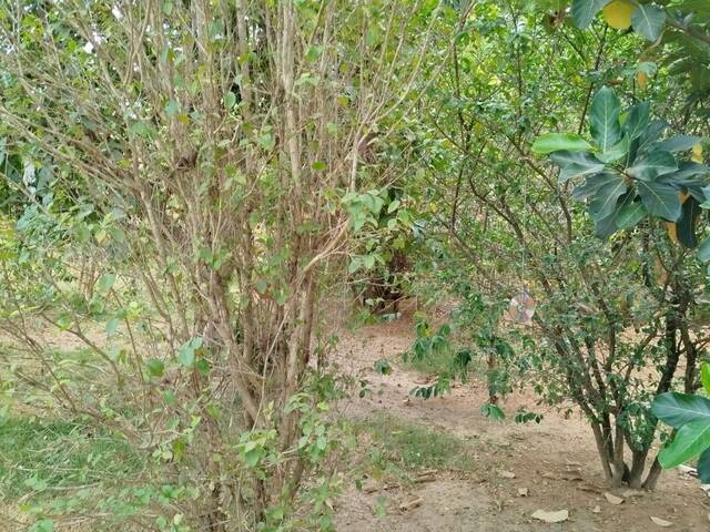 area verde